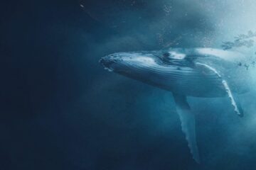 深海のザトウクジラ